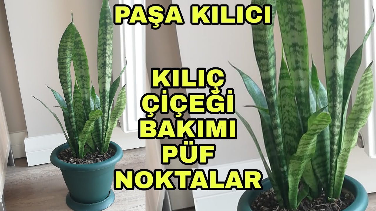 Kılıç çiçeği bakımı nasıl yapılır?