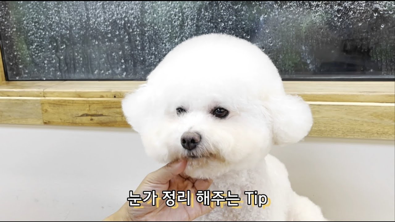 파리봉) 보고나면 할 수 밖에 없는 #비숑프리제 귀,툭,튀!!
