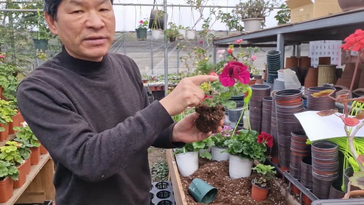 리갈 제라늄 꽃 핀것  분갈이 방법