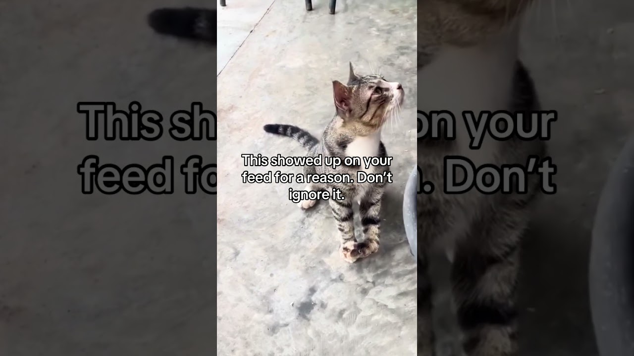 We received an urgent report about a cat with a badly injured front paw