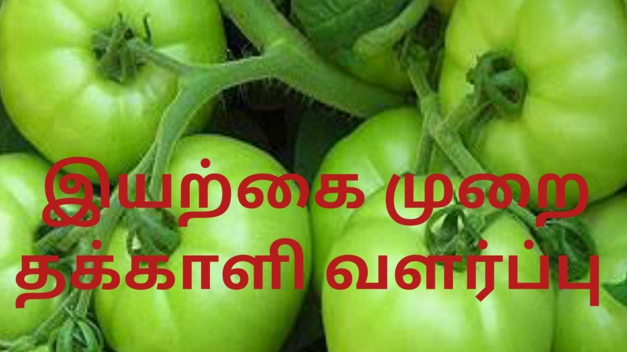 இயற்கை முறை தக்காளி வளர்ப்பு