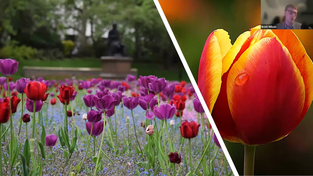 Winter Talk 2: Tulip taxonomy and conservation of wild species in Central Asia with Brett Wilson