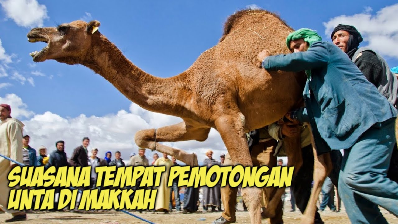 INI DIA !! TEMPAT PENYEMBELIHAN HEWAN QURBAN DI MAKKAH
