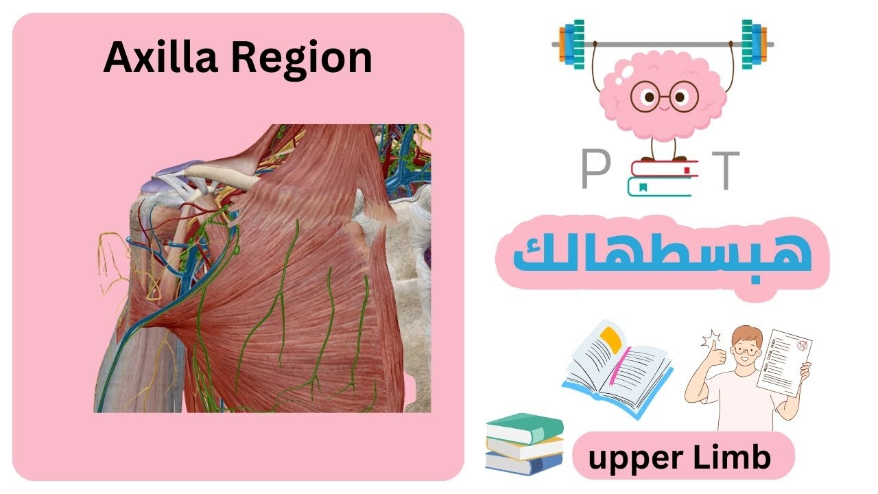 Axilla Region #upper_limb_هبسطهالك