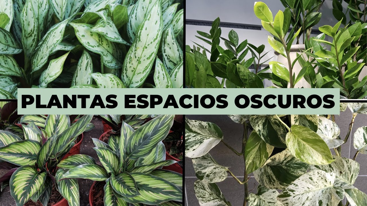 Las 5 mejores PLANTAS para ESPACIOS OSCUROS 🌑
