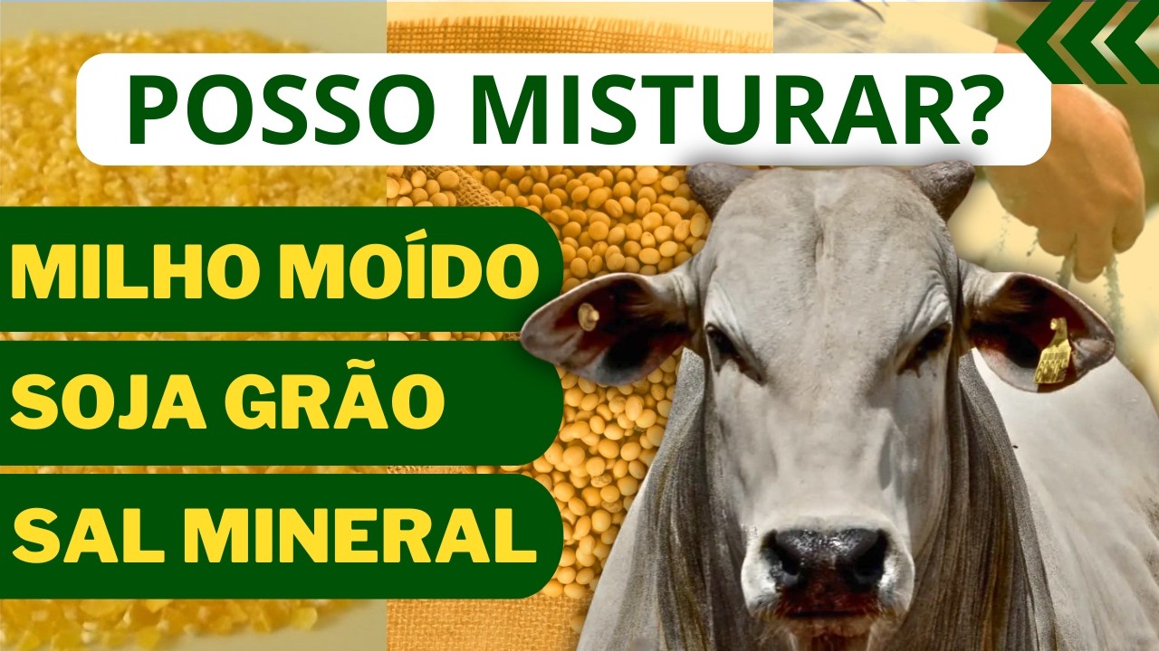 Posso misturar MILHO moído com SOJA GRÃO e sal mineral ? #pecuária