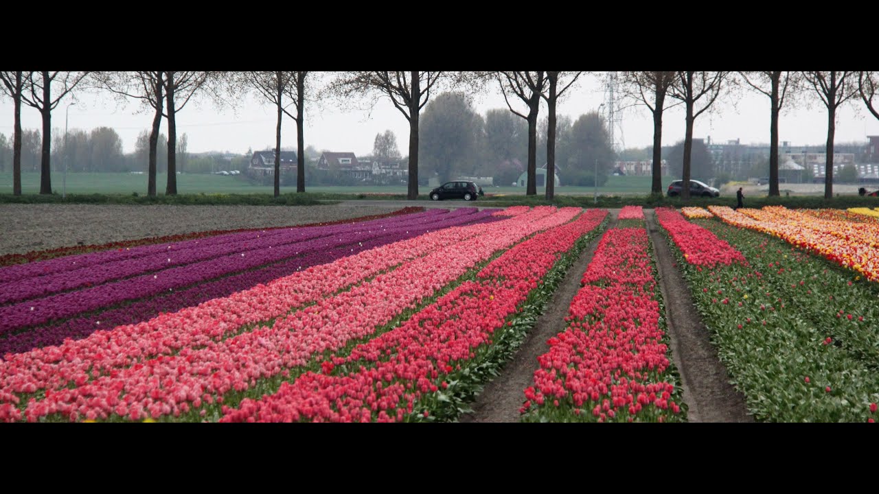 QUE VER EN HOLANDA 