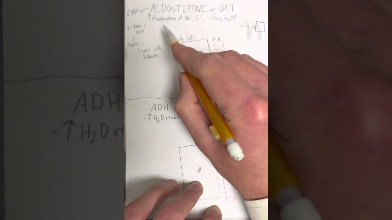 Альдостерон и АДГ &mdash; механизм действия реабсорбции