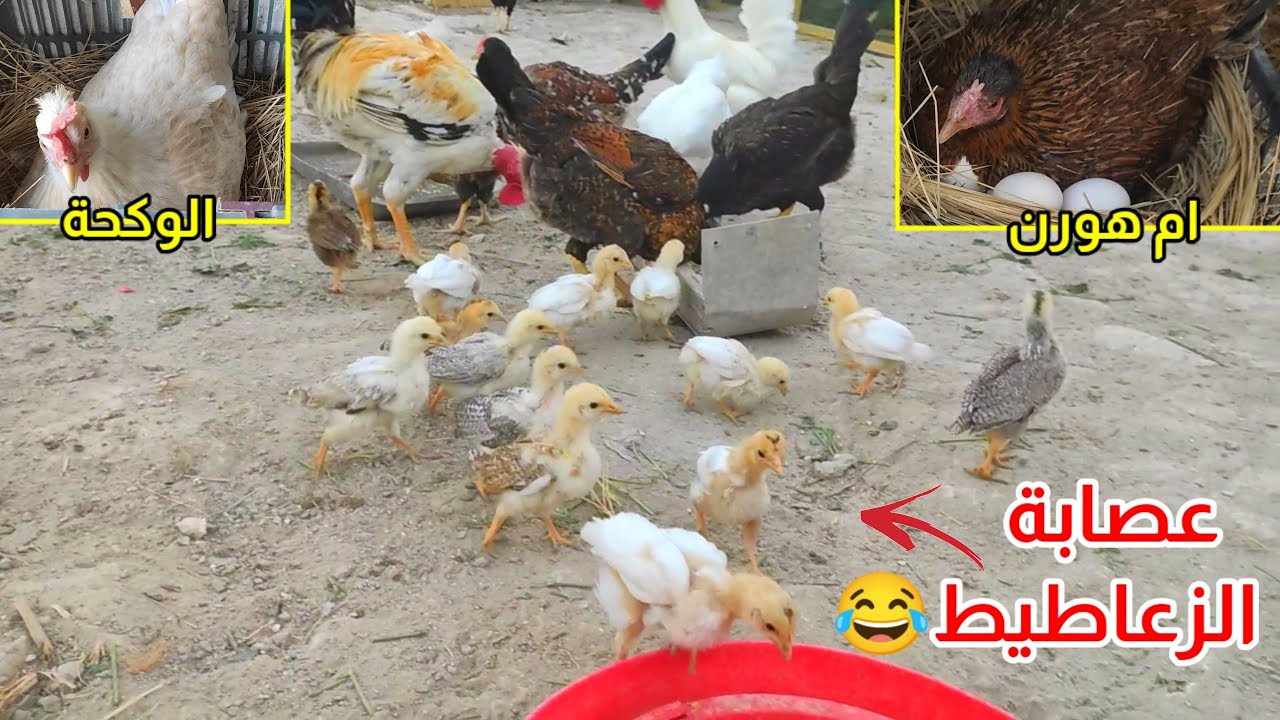 يوميات الدجاج 🐔 تكريك 3 دجاجات بيوم واحد + كيف اسوي العش للتكريك