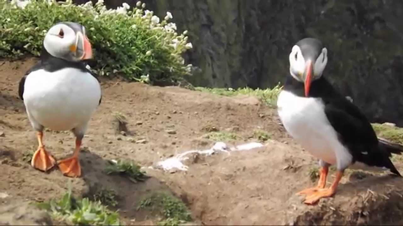 Puffins On Skomer Island, Pembrokeshire, Wales - 18th & 20th June 2013