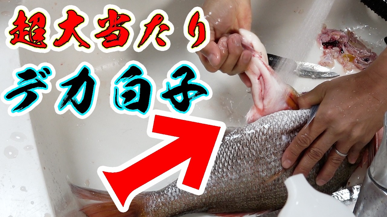 超でかい白子が入った桜鯛と超高級魚が美味すぎた！