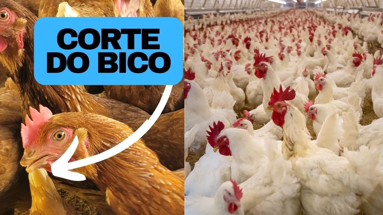 Saiba a Importância de Cortar o Bico da Galinhas!