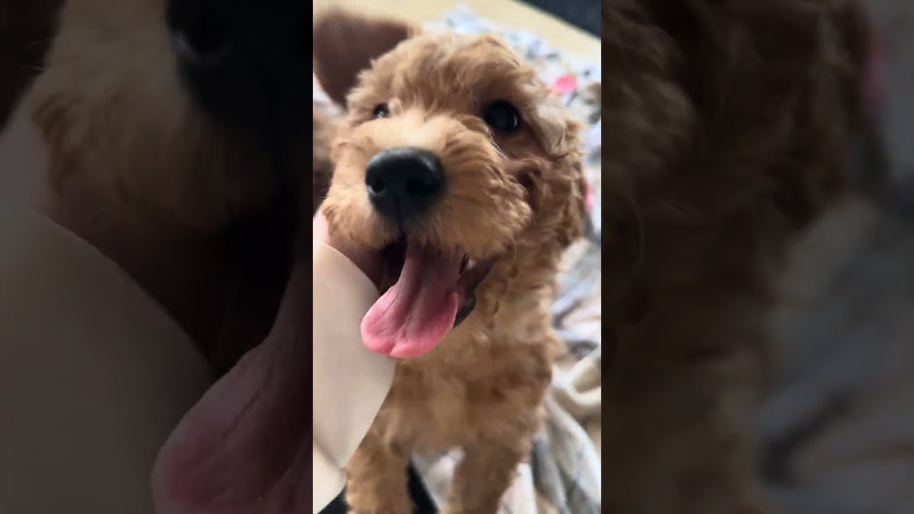 Adorable Male Mini Goldendoodles for sale in Iowa!!  Close drive from southern Minnesota! #puppy