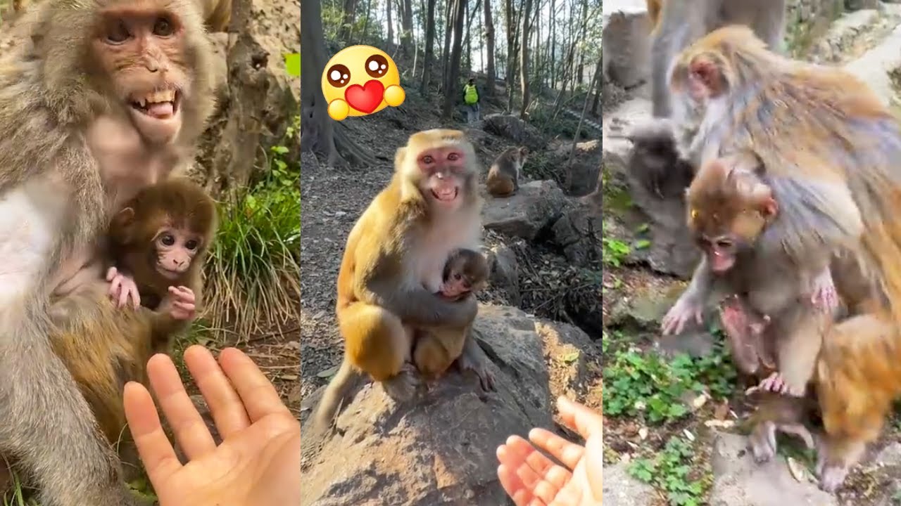 The mother monkey tries her best to protect her newborn baby.