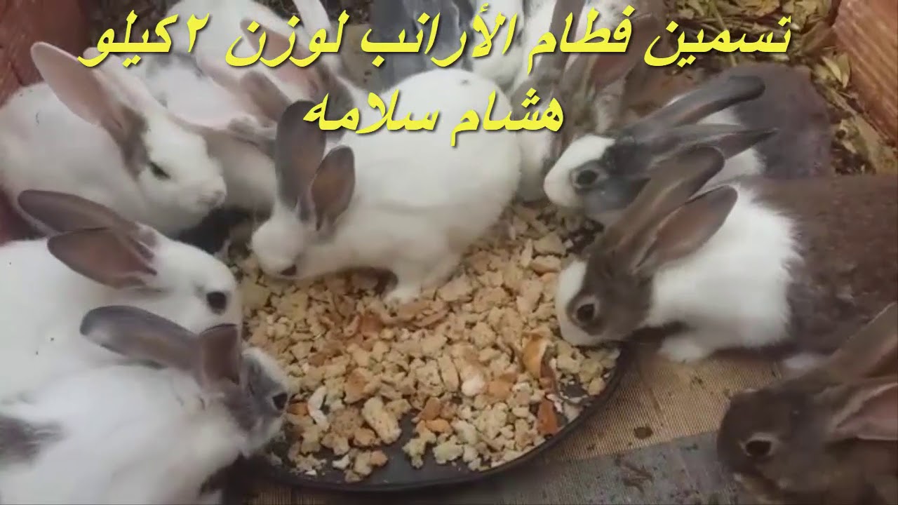 تسمين الفطام بسرعه جداFattening weaning very quickly