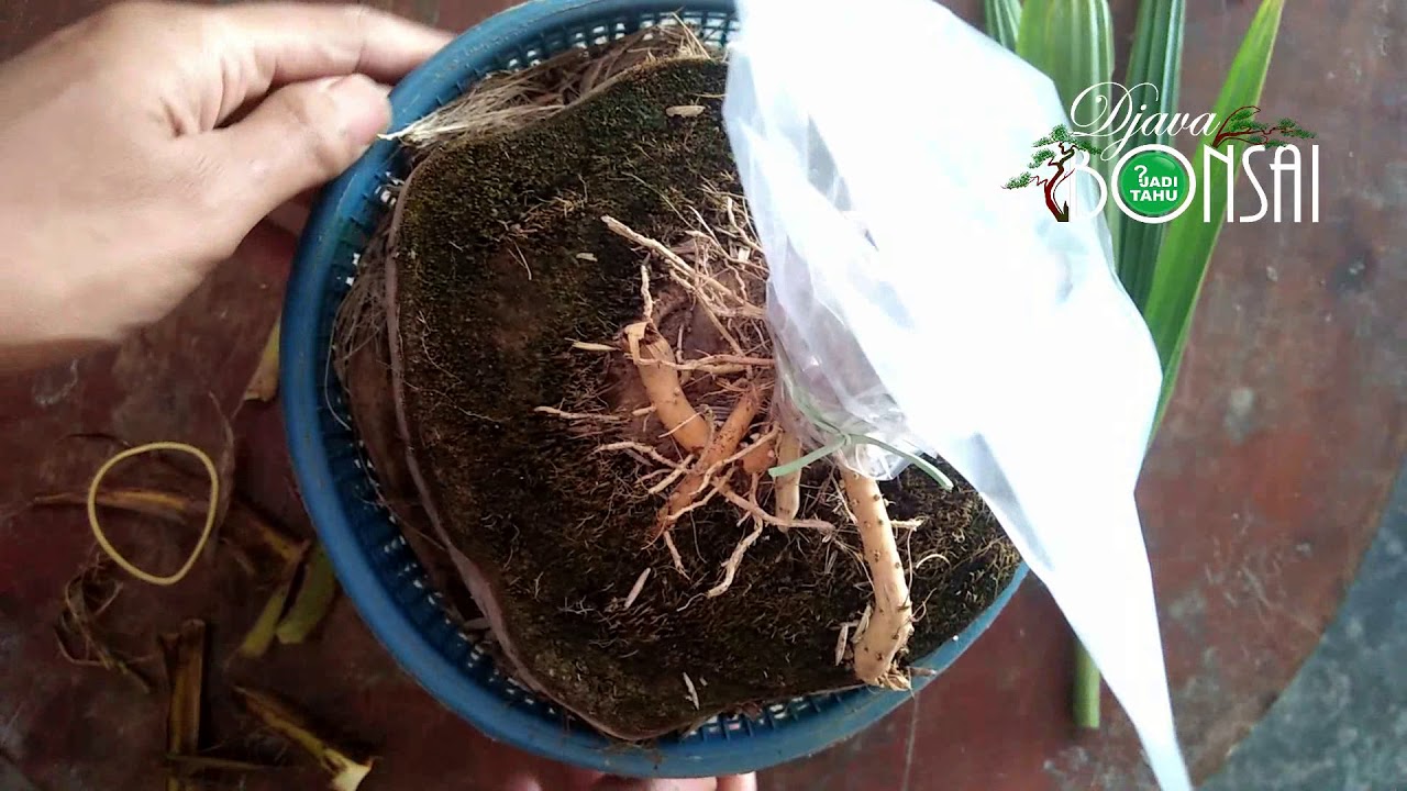 memperpendek daun kelapa dengan pangkas total