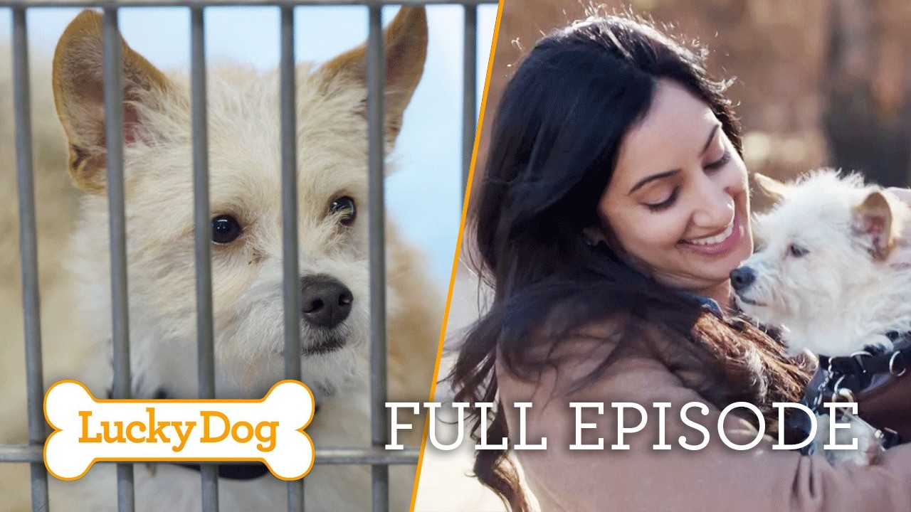 Mourning Their Dog, But Ready to Love Again | Lucky Dog Full Episode