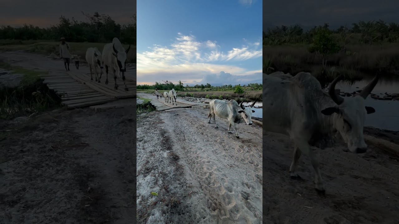The Zebu of Madagascar, April 2025 #zebu #madagascar #travel #africa #madagascarwildlife