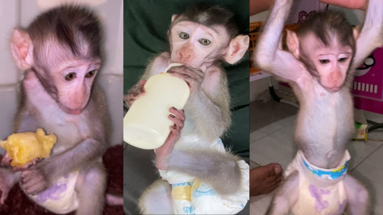 Cute's Baby Monkeys Eating Banana #live