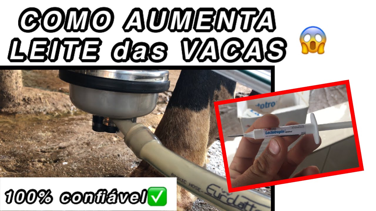 HORMÔNIO PARA AUMENTAR PRODUÇAO DE LEITE EM VACAS / FAZENDA SUMIDOURO