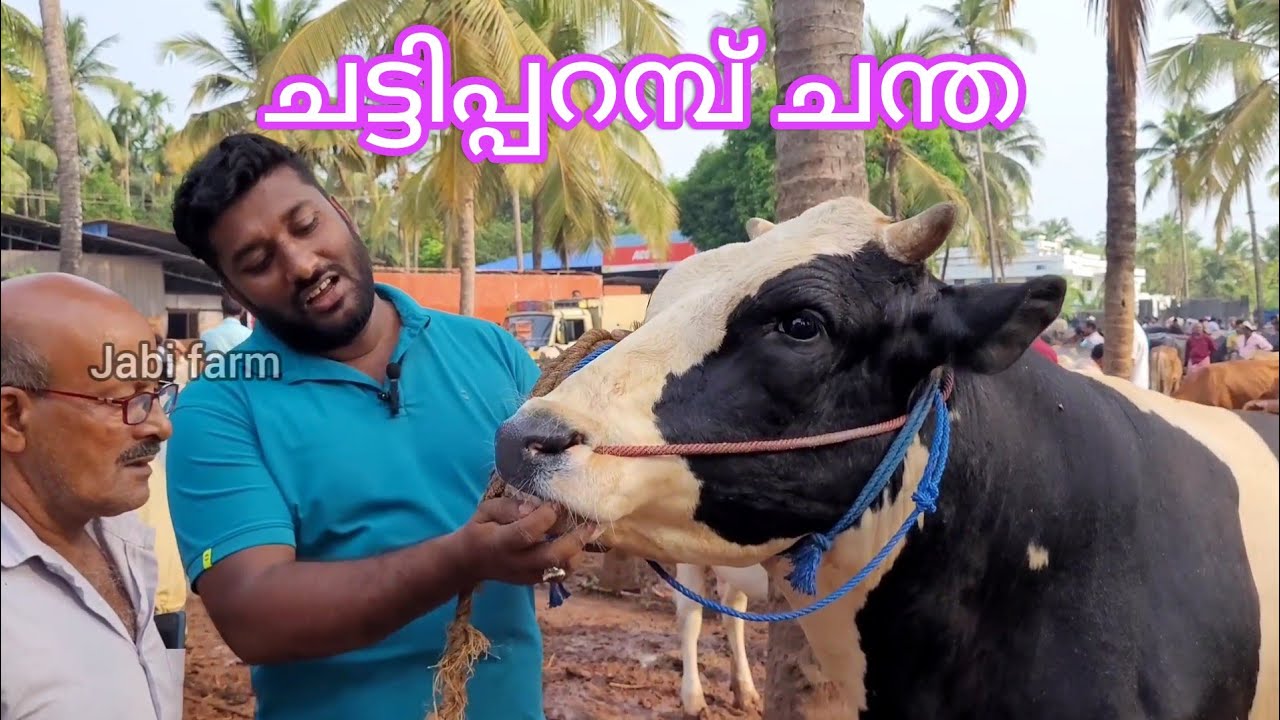 പെരുന്നാൾ പ്രമാണിച്ച് വലിയ കാളകൾ എത്തി ചട്ടിപ്പറമ്പ് ചന്തയിൽ #chattipparambchantha #cow #buffallo
