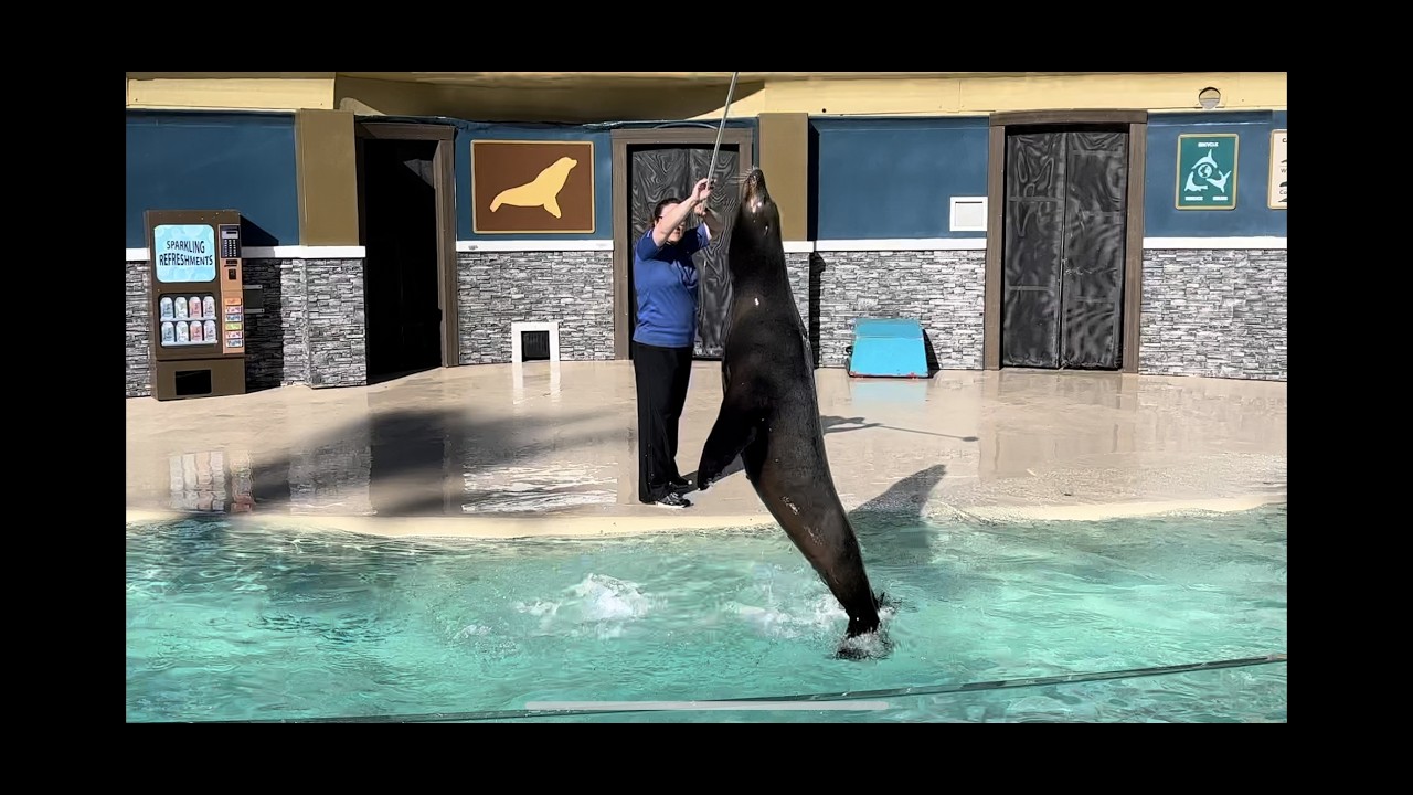 Inside Look Sea Lion & Otter Presentation (Full Show) at SeaWorld San Diego on Jan 13, 2024
