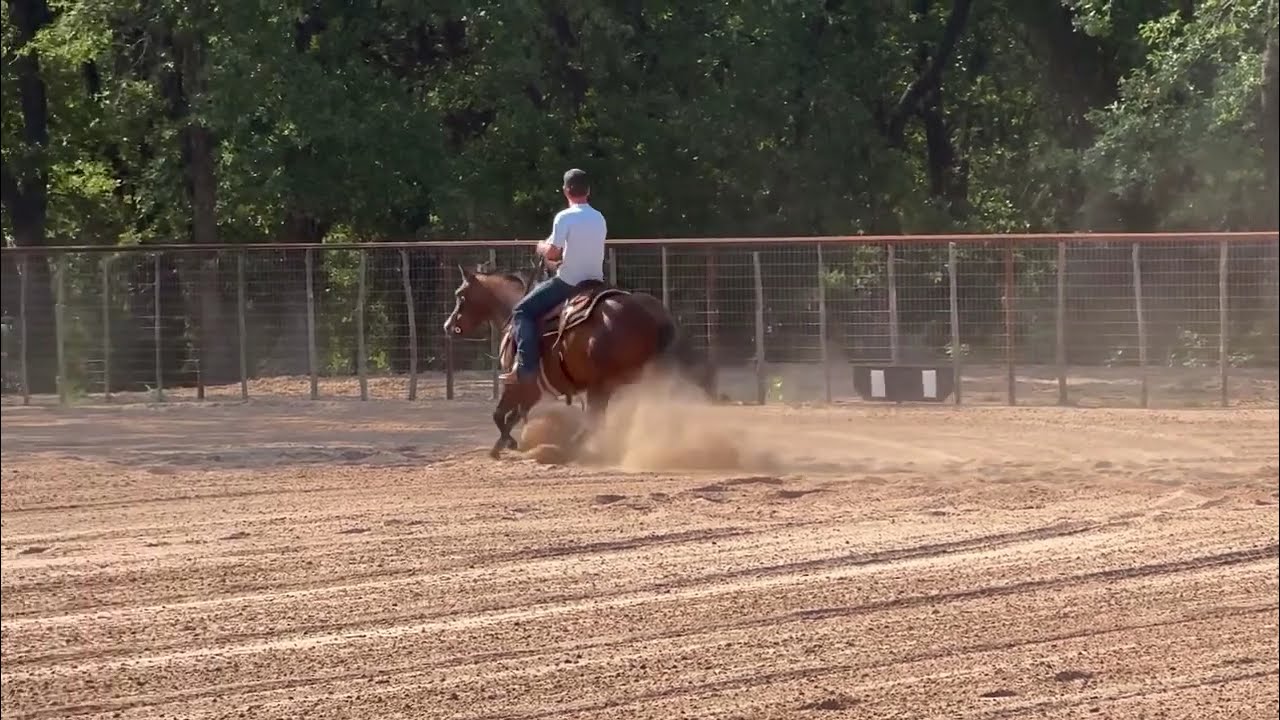 Colt Starting Cutting Flag, Royally Bar Cat 2021 Filly