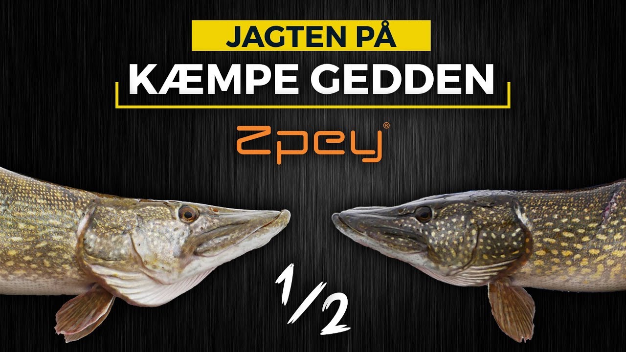 JAGTEN P&Aring; K&AElig;MPE GEDDEN -- P&aring; tur med Zpey (#4)