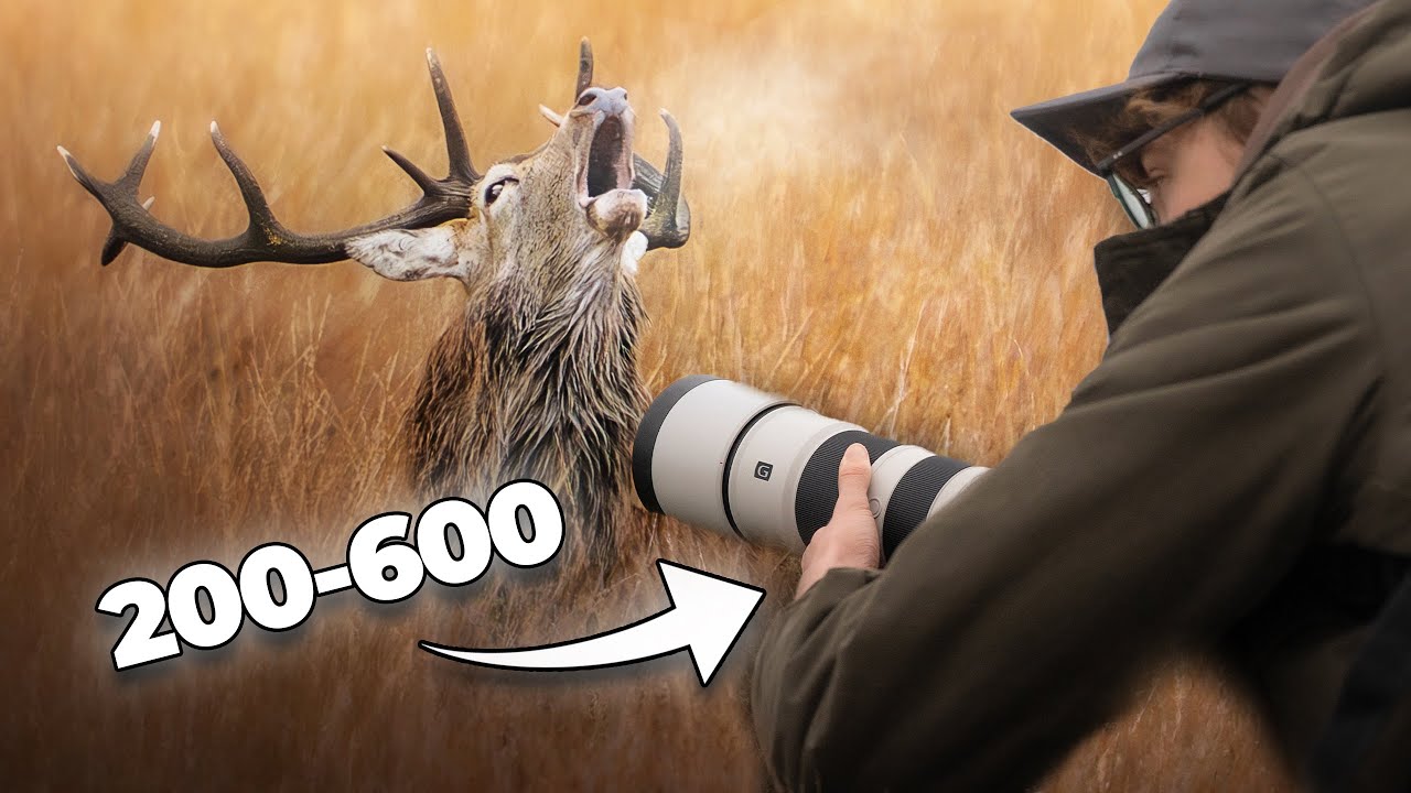 Relaxing morning with Rutting Deer │ Sony A7IV
