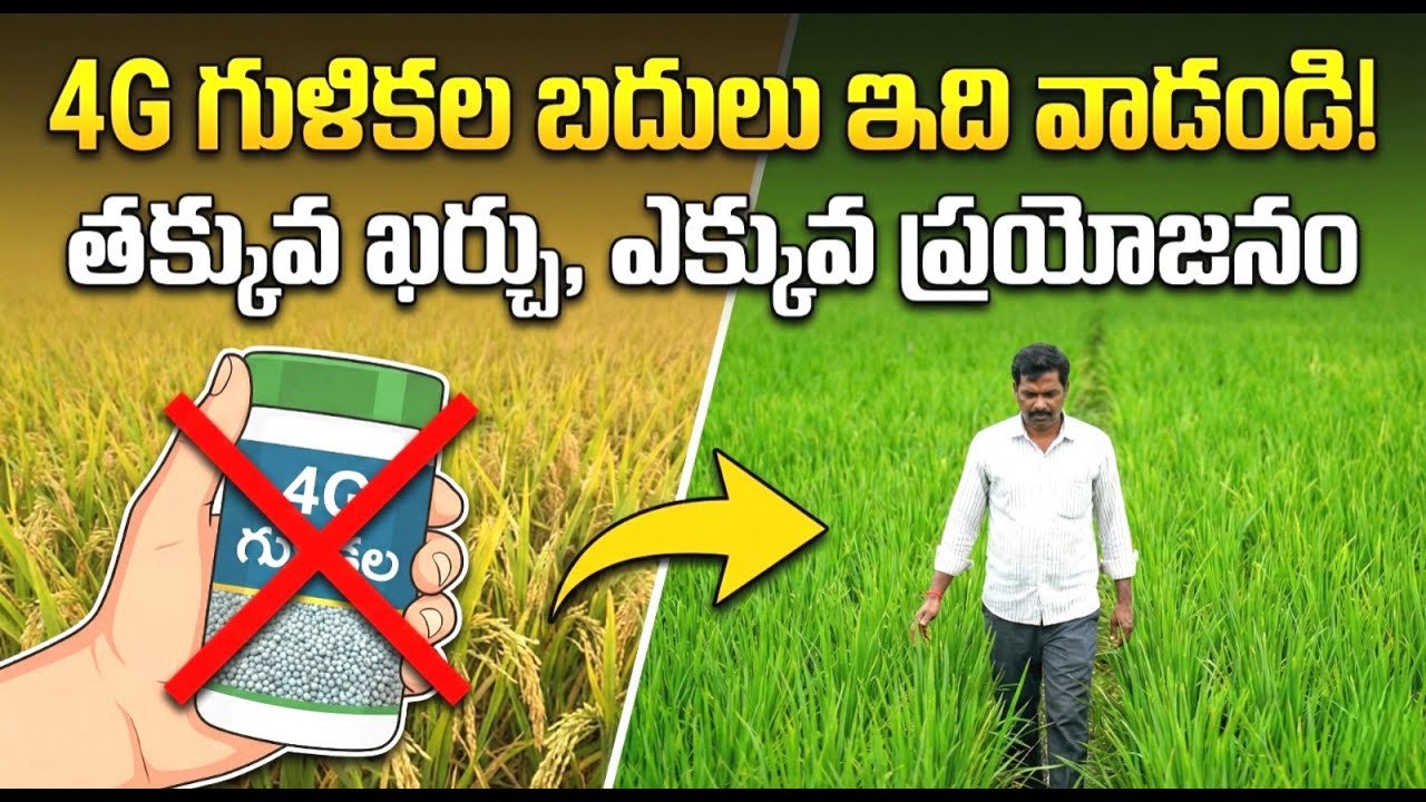 4g గుళికలు ముగి పురుగు ఉంటేనే వాడండి లేకుంటే వద్దు