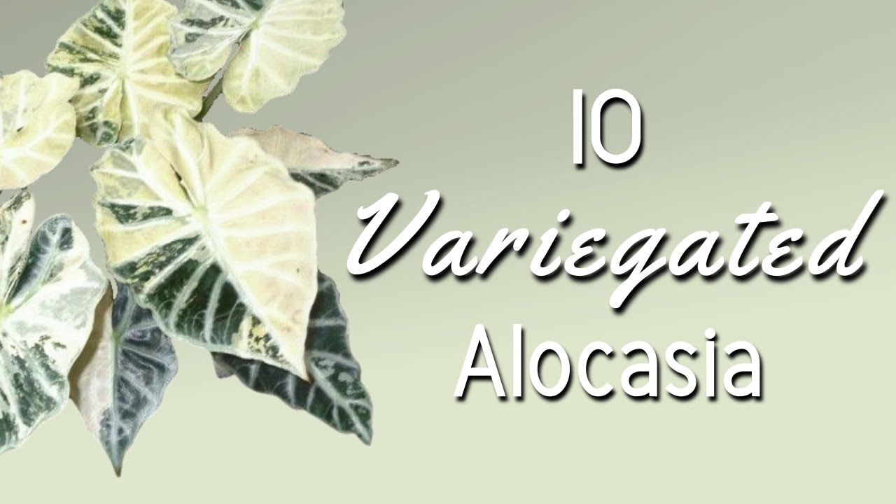 10 Variegated Alocasia