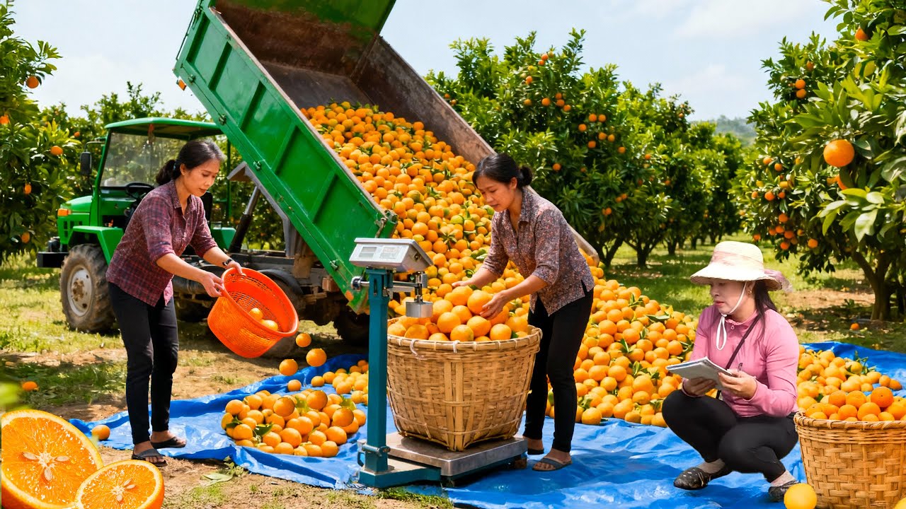 Harvesting 500+ Kg of Oranges and Selling Ducks to Traders Directly at the Farm | Tieu Hue Daily