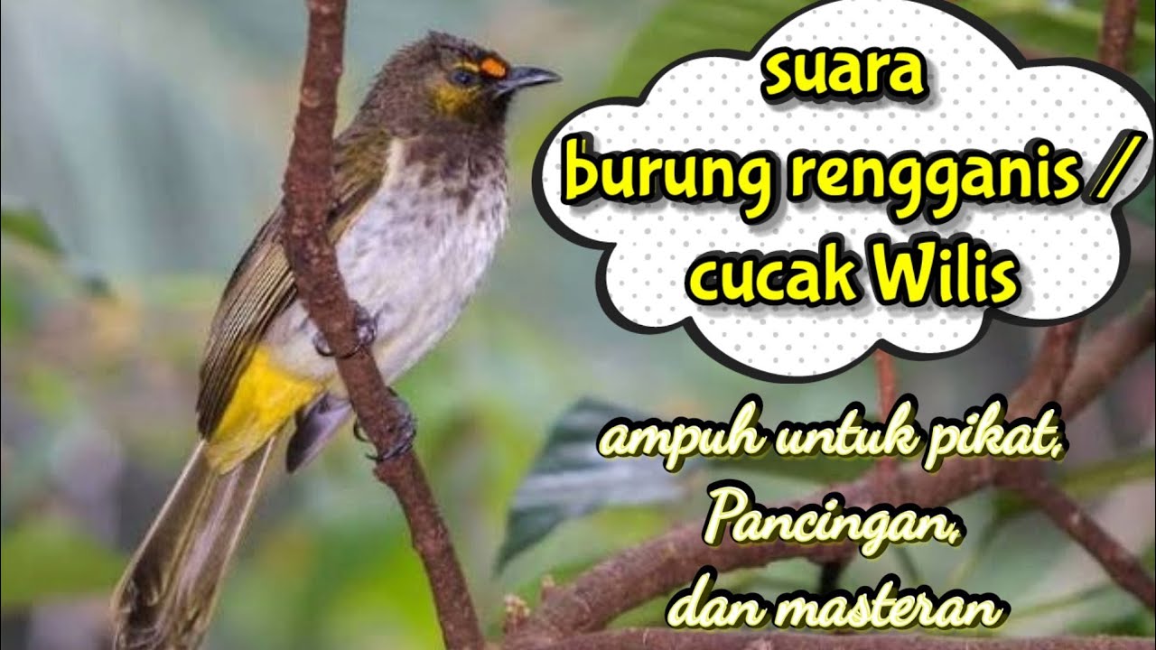 suara burung cucak Wilis / renganis ampuh untuk pikat, pancingan dan Masteran