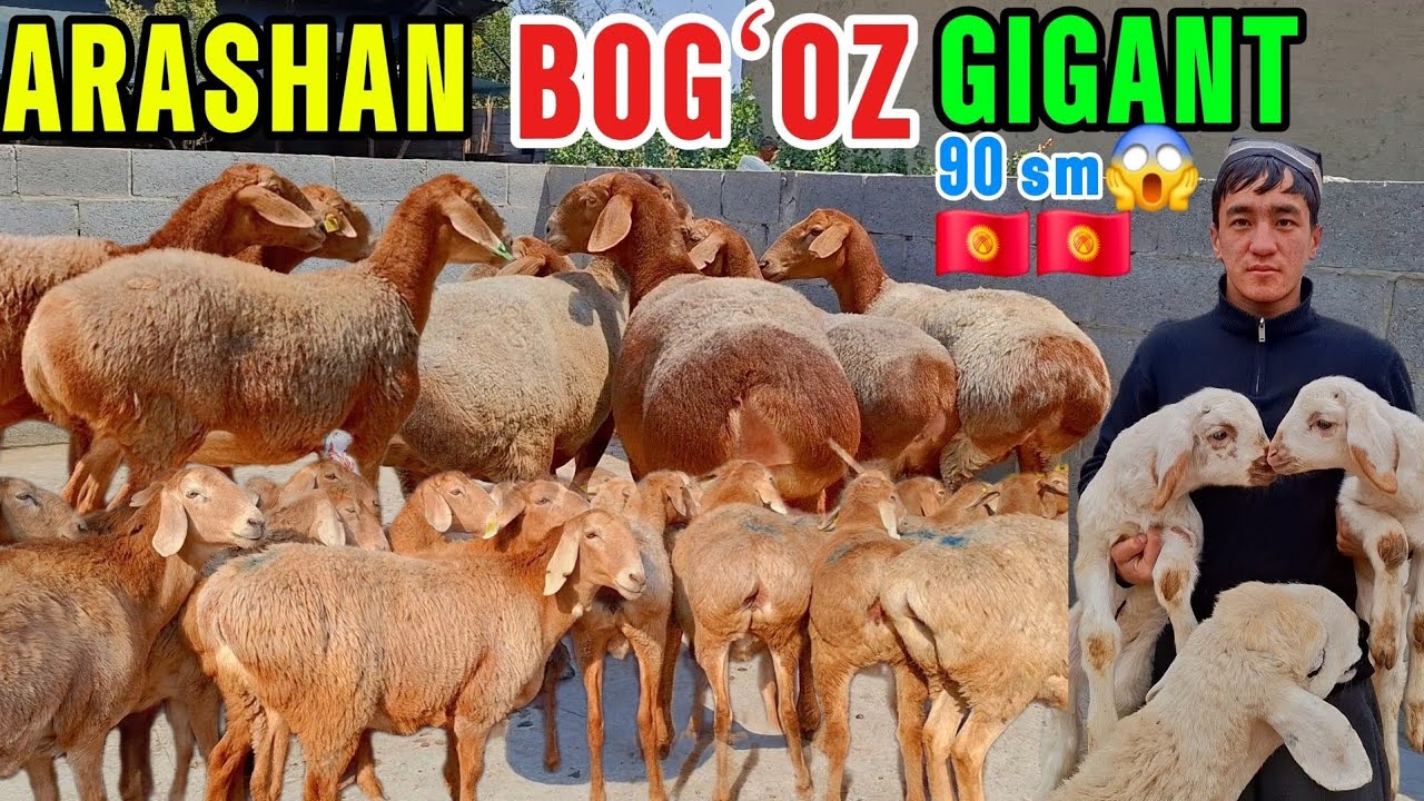 DOPPILI BOLA YANA YORVORDI ARASHAN BOGʻOZ EGIZAK GIGANT ARZON BERVORDI😱