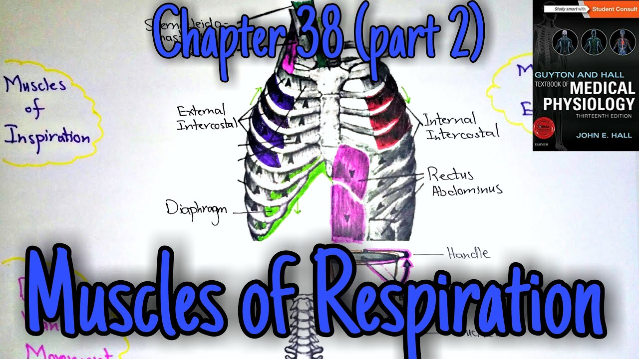 Muscles of respiration - chapter 38 (part 2) Guyton and Hall text book of physiology.