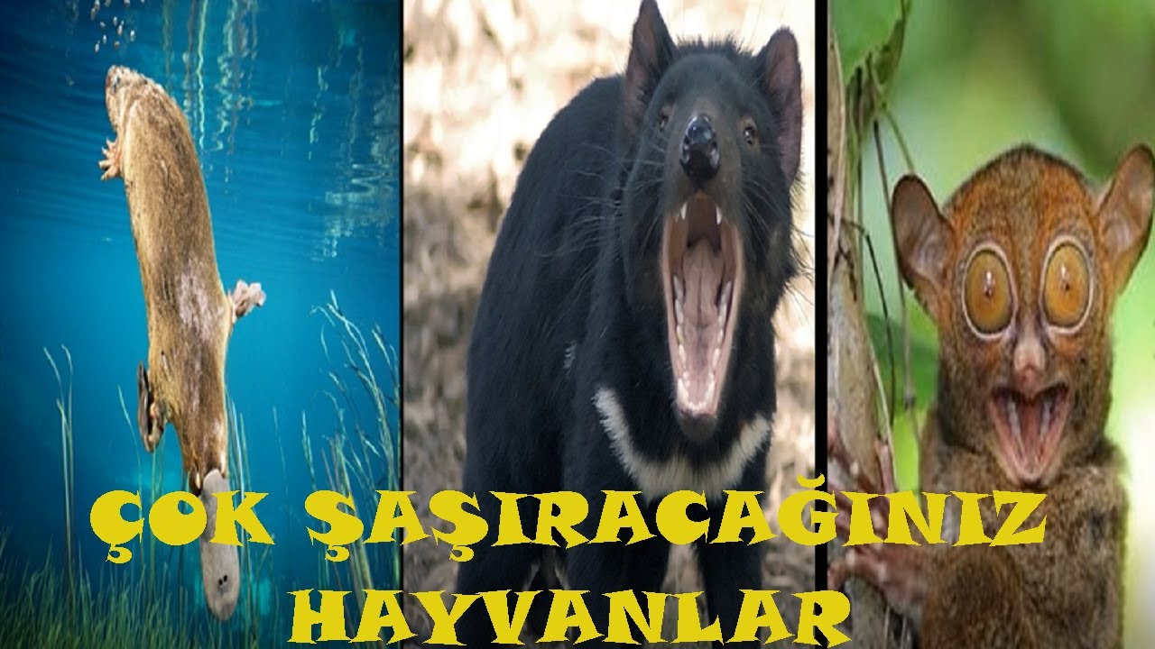 İLGİN&Ccedil; HAYVANLAR VE &Ouml;ZELLİKLERİ