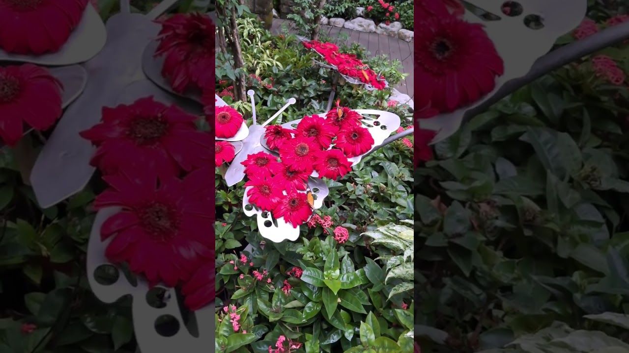 Butterfly Garden , Terminal 3 Changi Airport Singapore.  