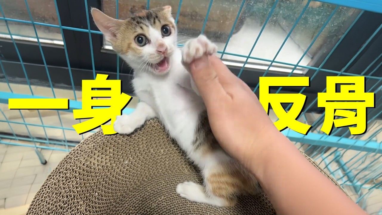 越想越生氣！親手扔掉了撿回家的小貓，但...