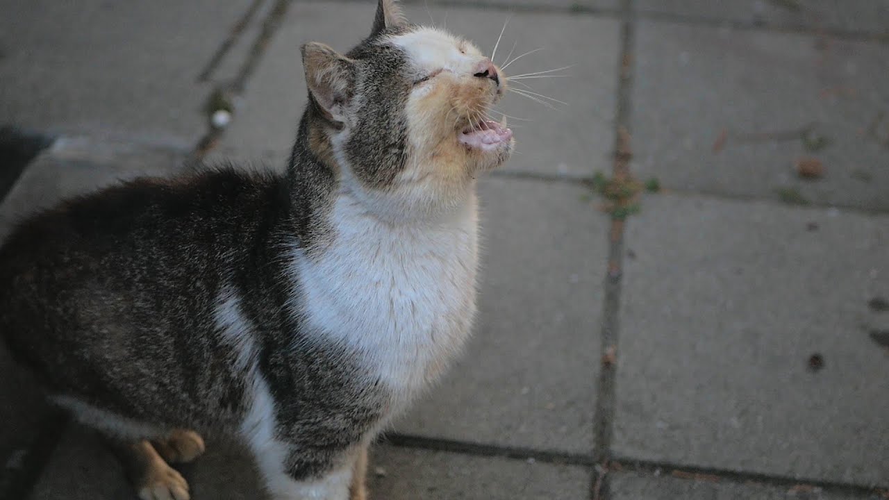 Starving Old Cat Aslan's Journey