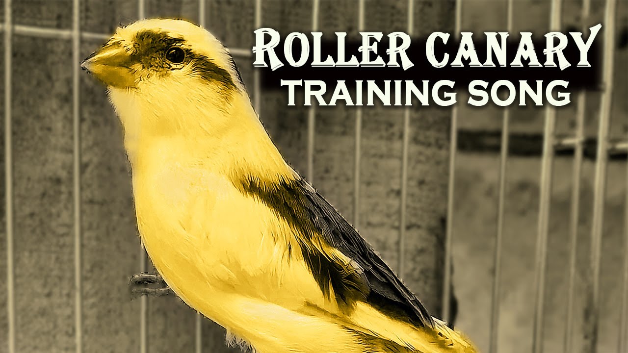 Canary Roller 12h The best training song