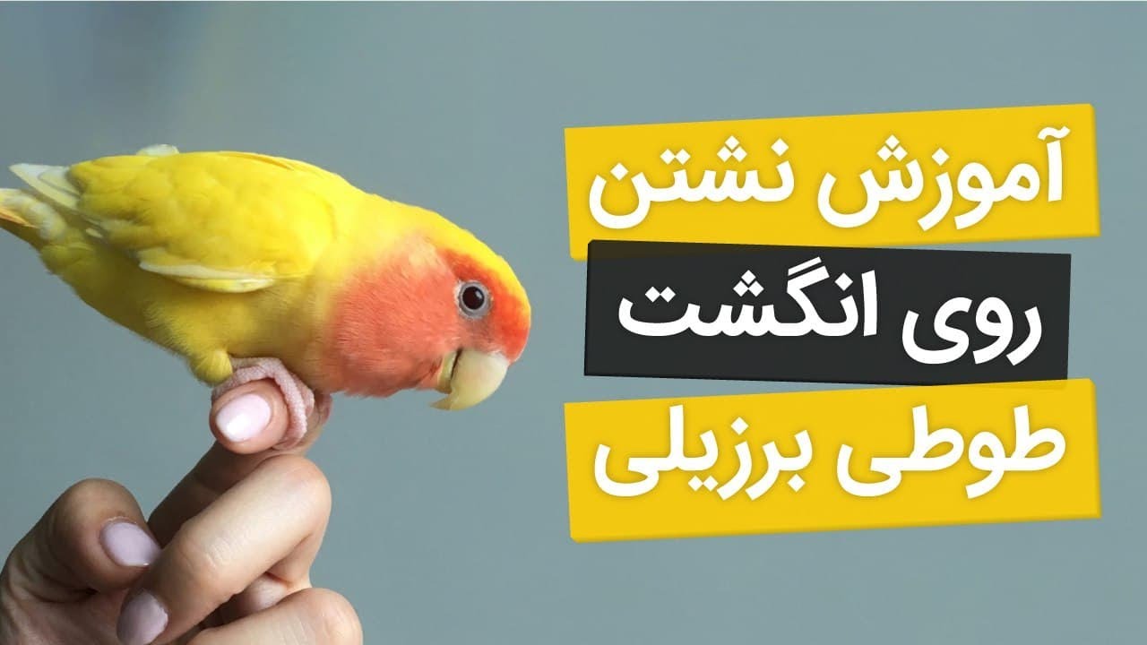طوطی برزیلی، نحوه دستی کردن طوطی و تربیت آن