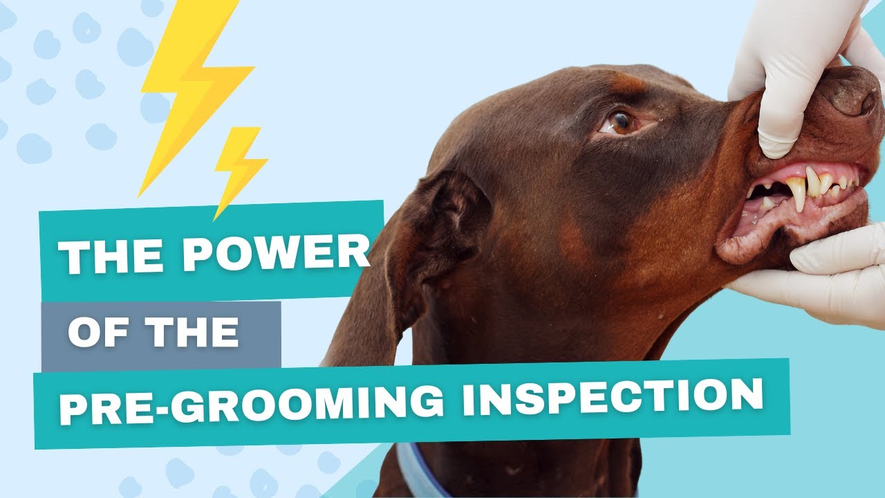 The Power of the Pre-Grooming Inspection