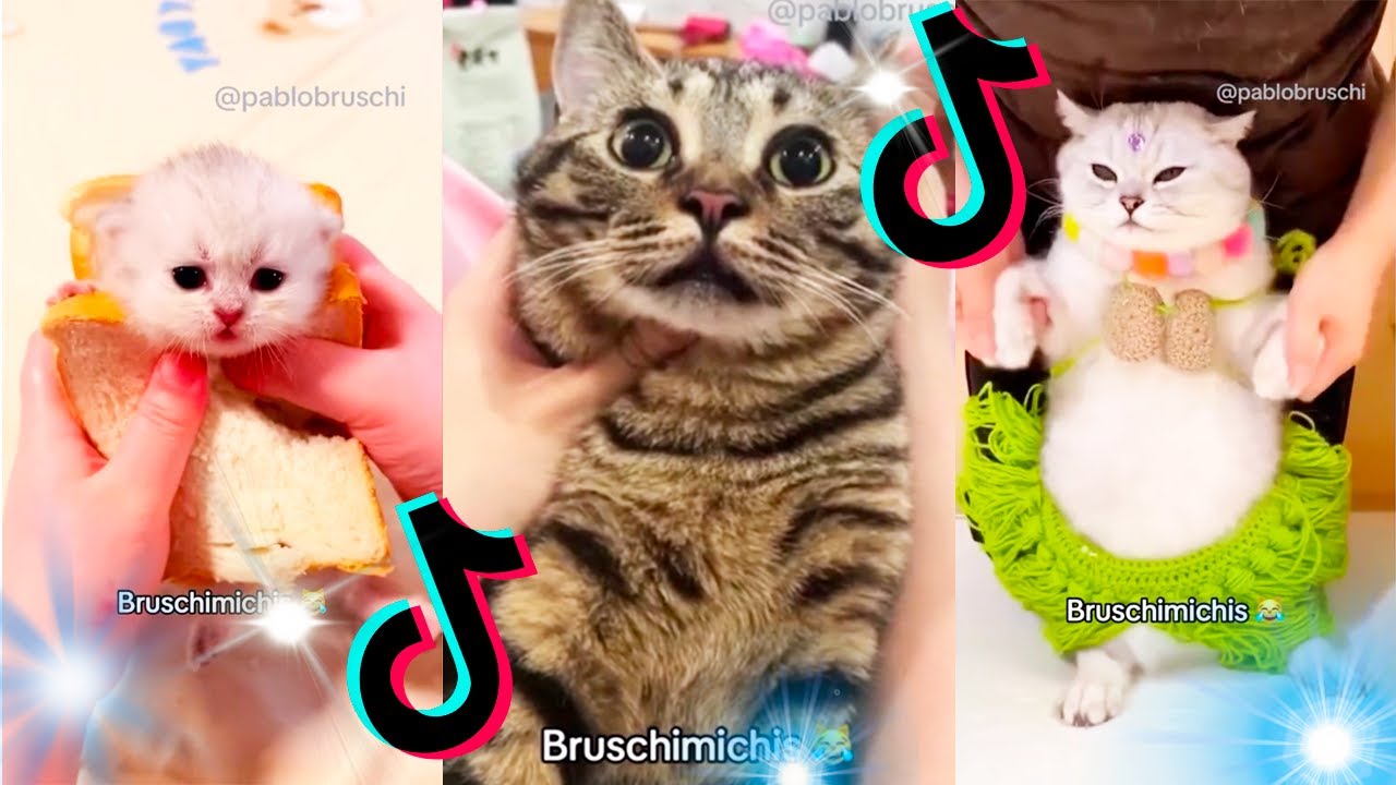 😹 Lo Mejor De Los Bruschimichis @pablobruschi 💗 1 Hora De Risa 🐈💕