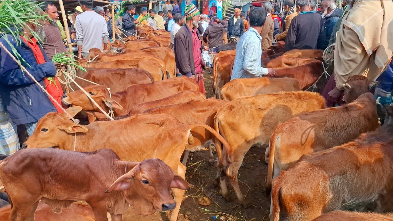 আজ ৮/২/২৬ | সবচেয়ে ছোট ছোট ষাঁড় ও বকনা বাছুর গরুর দাম | আমবাড়ী হাট 