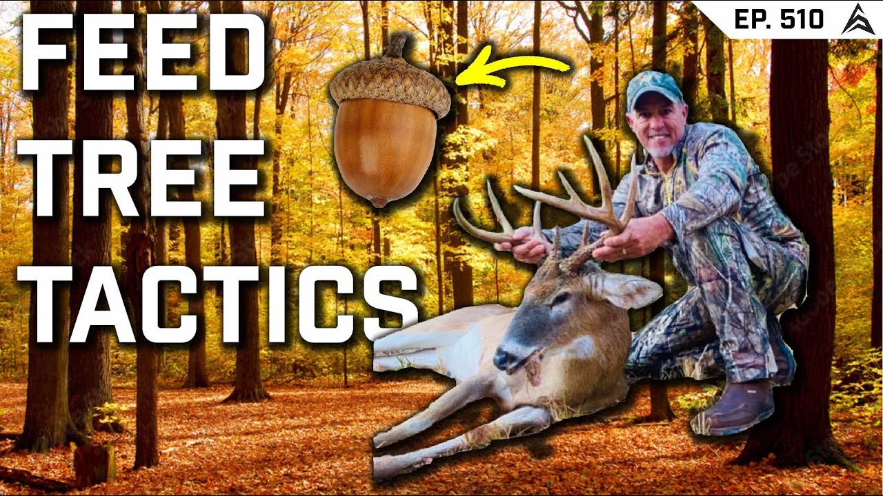 The Best Tactics for Hunting Mature Bucks Over Oak Trees