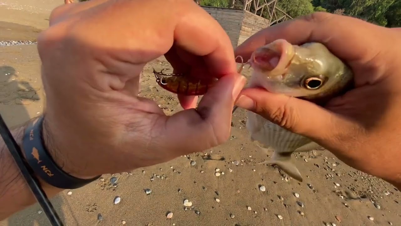 Hanfish Zıpır Bal Karides / Melanur  Bol Aksiyonlu LRF Sargoz ve Orfoz ( Lagos) Avı. 24.08.2024