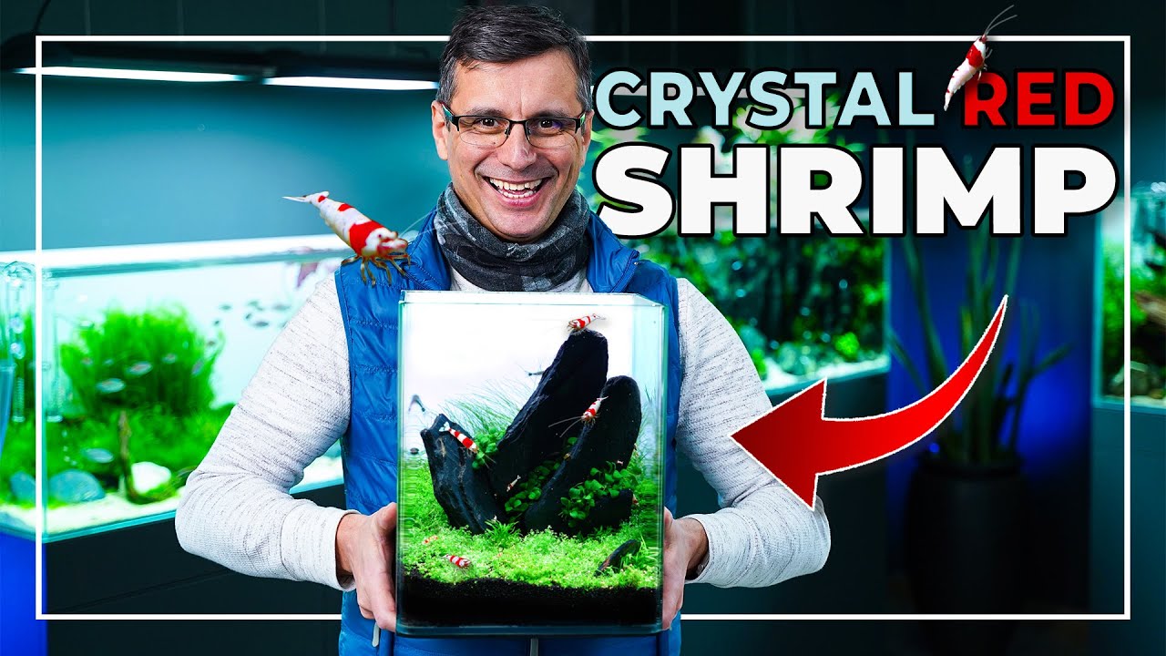 Simple EYE-CATCHING 20 Liters Planted Aquarium with GORGEOUS Crystal Red Shrimps