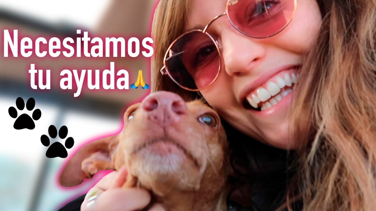 La realidad detr&aacute;s de un refugio de animales | Roenlared