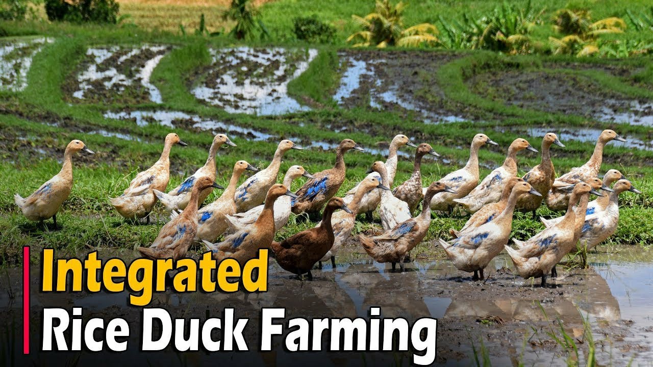 Integrated Rice Duck Farming | Grow Rice & Ducks Together