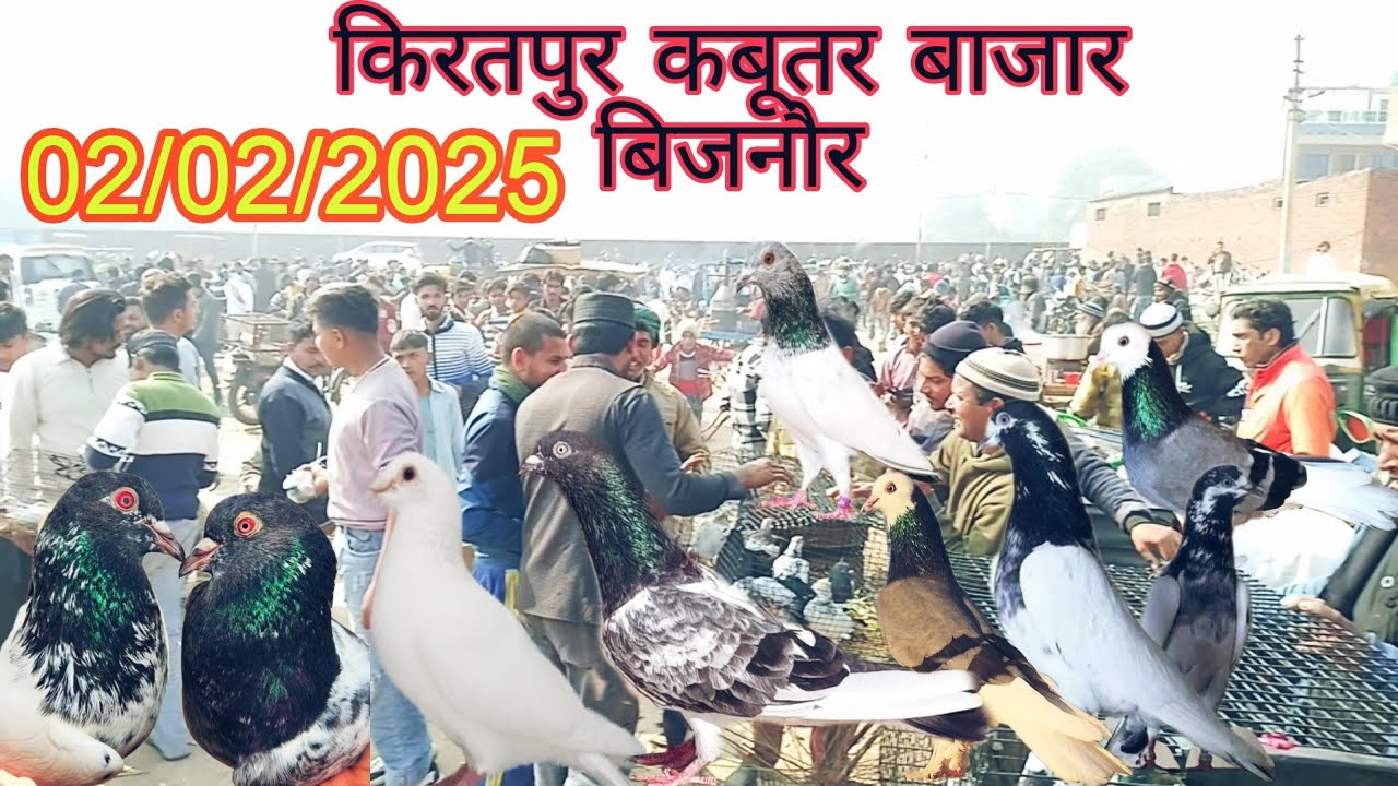 KIRATPUR KABUTAR BAJAR JILA BIJNOR/बिजनौर का सबसे सस्ता कबूतर बाजार 😘
